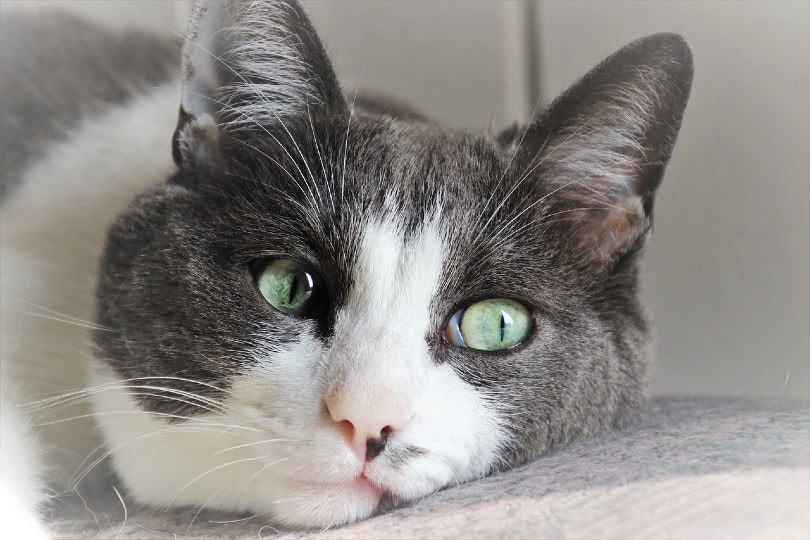 How to Tell if Your Cat Has Diabetes: 7 Vet-Reviewed Signs to Look For