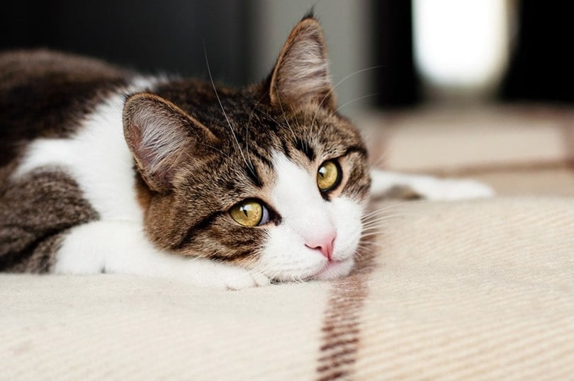 Do Cats Get Lonely Without Other Cats? Vet-Reviewed Feline Social Behavior