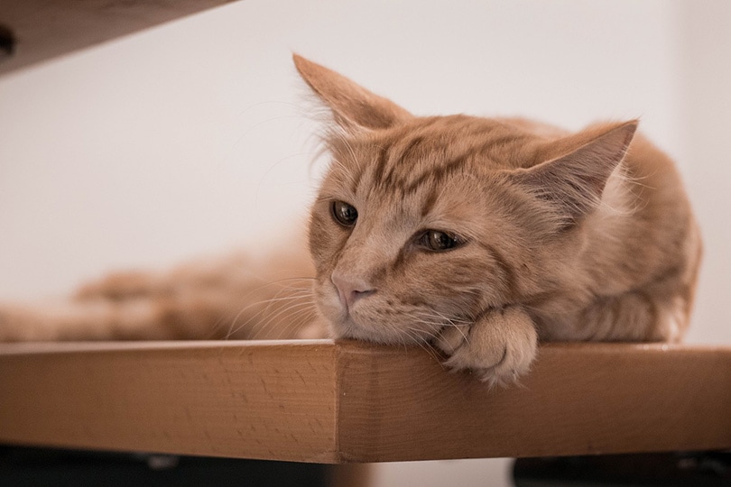 Can Cats Get Winter Blues? 5 Vet-Reviewed Facts & Care Tips