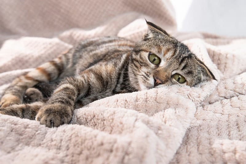 Why Is My Cat Acting Weird? 10 Vet Reviewed Reasons