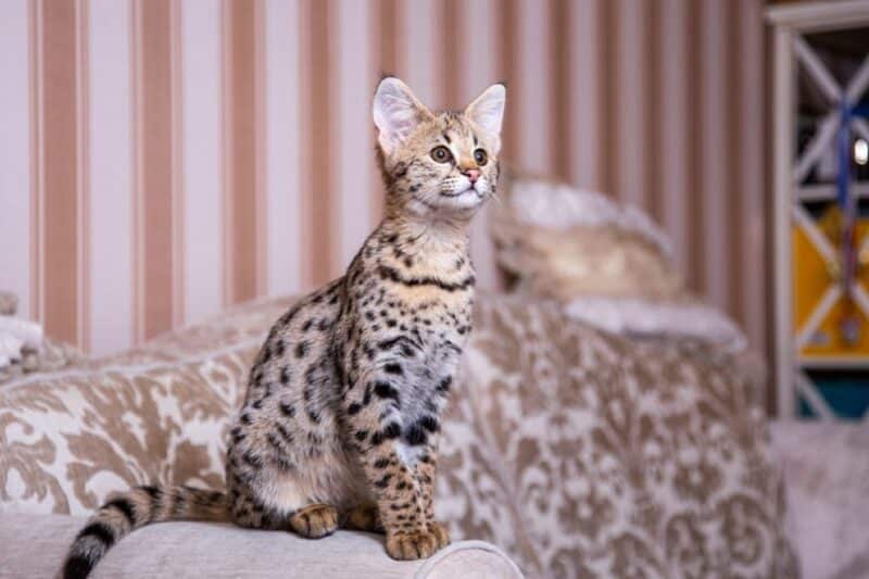 Are Savannah Cats Legal in Georgia? Facts, Breed Traits & FAQ