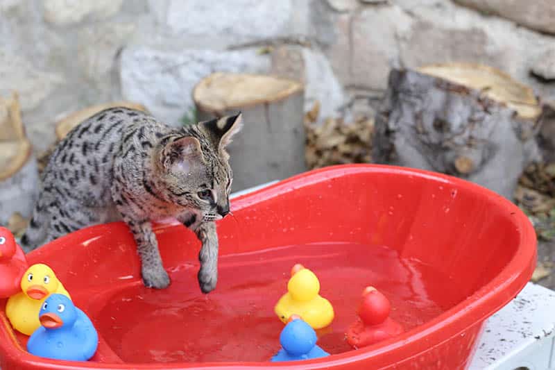 Do Savannah Cats Like Water? Facts, Safety Tips & Info (Vet-Verified)