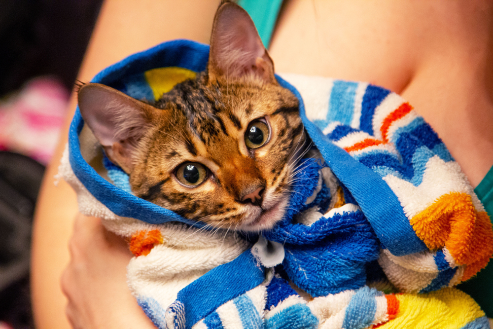 savannah-cat-wrapped-in-towel