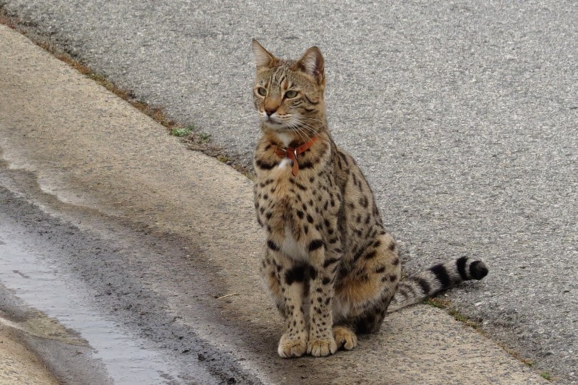 What Do Savannah Cats Eat? Vet-Approved Nutritional Science & Information