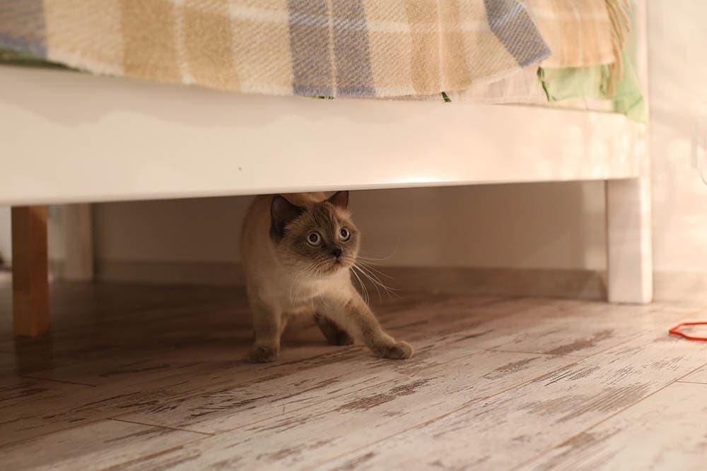 Why Is My Cat So Jumpy All of a Sudden? 8 Vet Reviewed Reasons