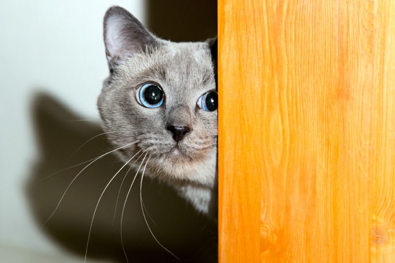 My Cat Is Scared of Something I Can't See: Common Causes & Vet-Approved Advice
