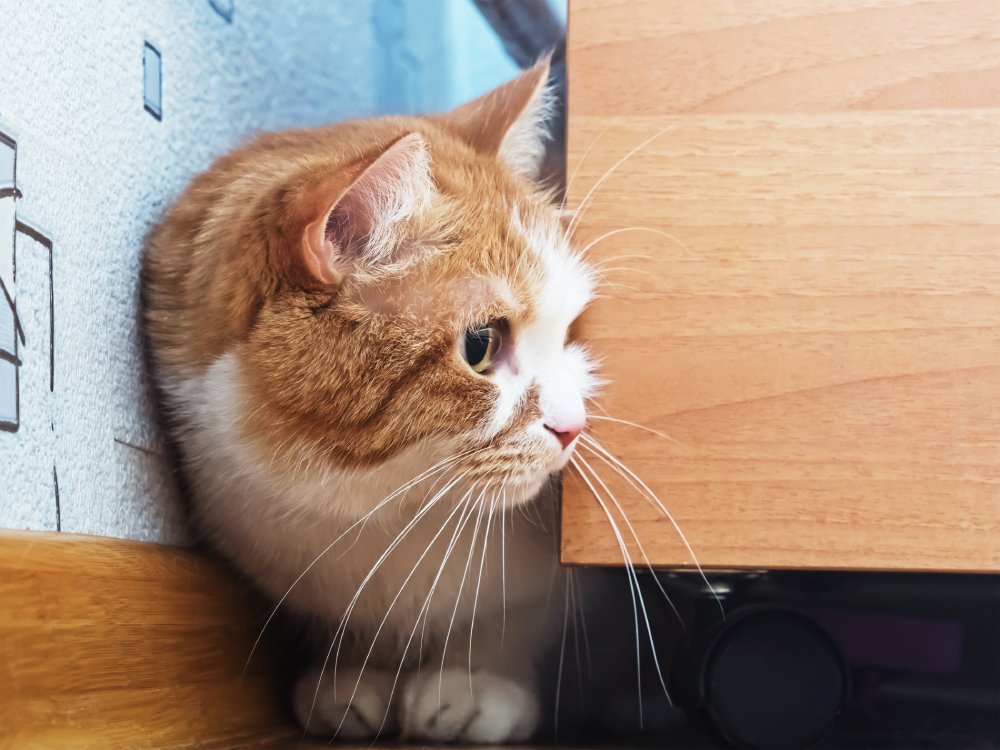What Are Cats Scared Of? 8 Vet-Reviewed Feline Fears & How to Help