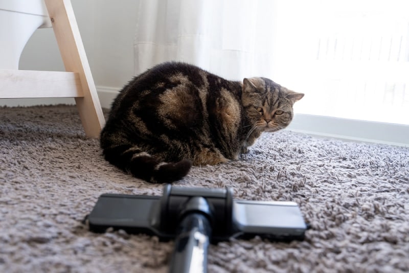 8 Common Household Items That Scare Cats
