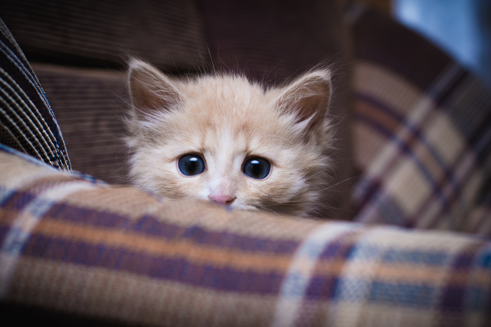 How to Make a Skittish Cat Friendly: 10 Great Vet-Verified Ways