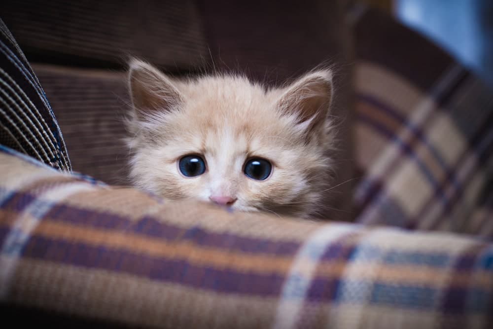 How to Make My Cat More Confident: 12 Steps to Follow
