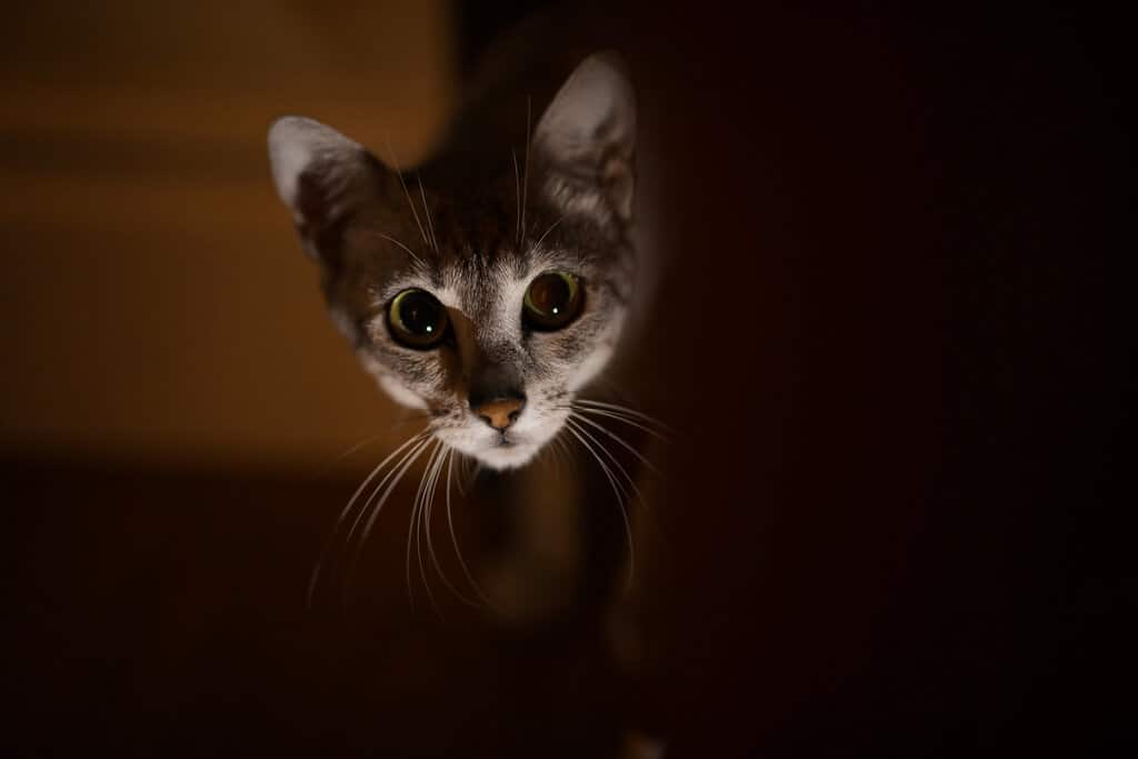 Are House Cats Nocturnal? Vet-Verified Facts & Info