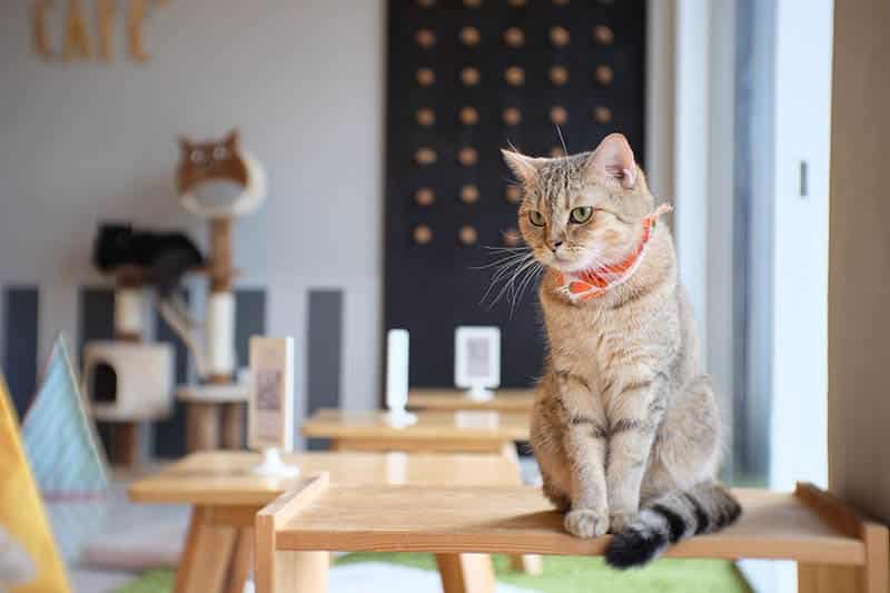 When Did Cat Cafés Become Popular? History & How They Work