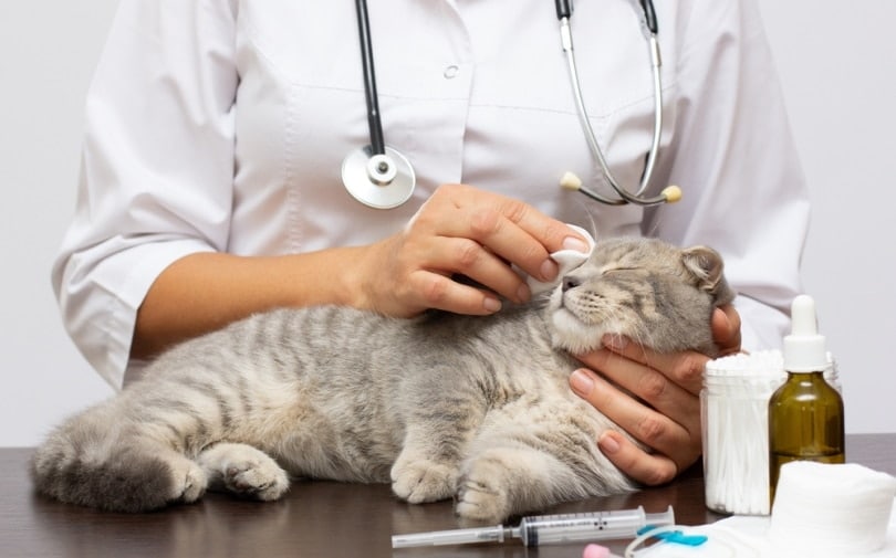 Papillomas in Cats: Causes, Care & Treatment (Vet Answer)