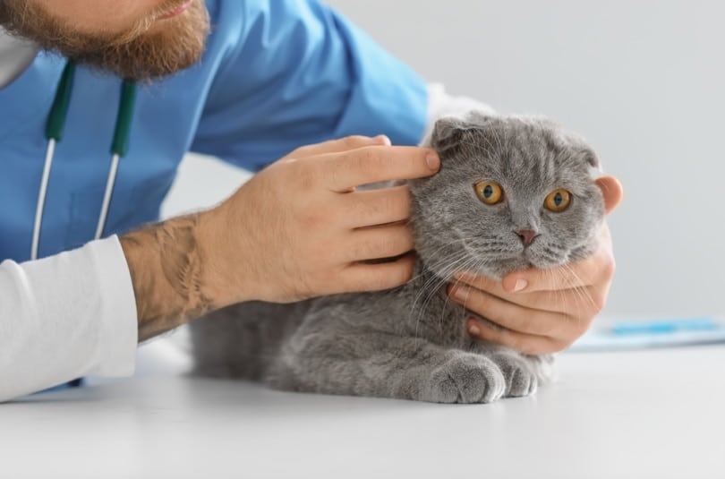 What Are Normal Vital Signs for Cats? Vet-Approved Tips & FAQ
