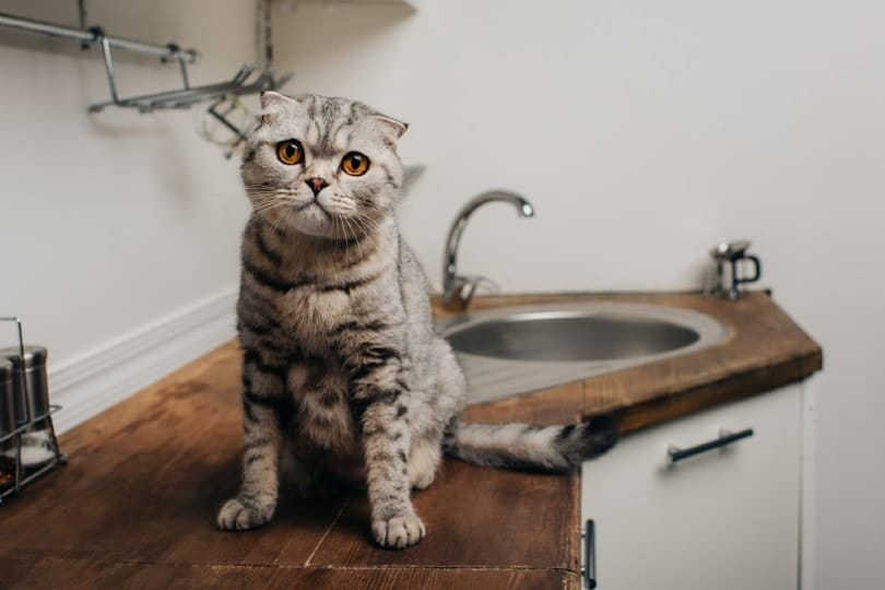My Cat Drank Bleach! Here’s What to Do (Vet Answer)