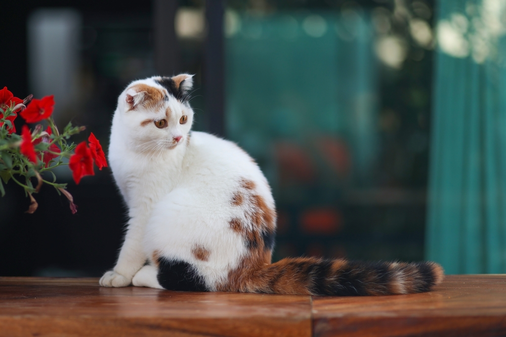 scottish fold cat sitting on wooden table in the garden