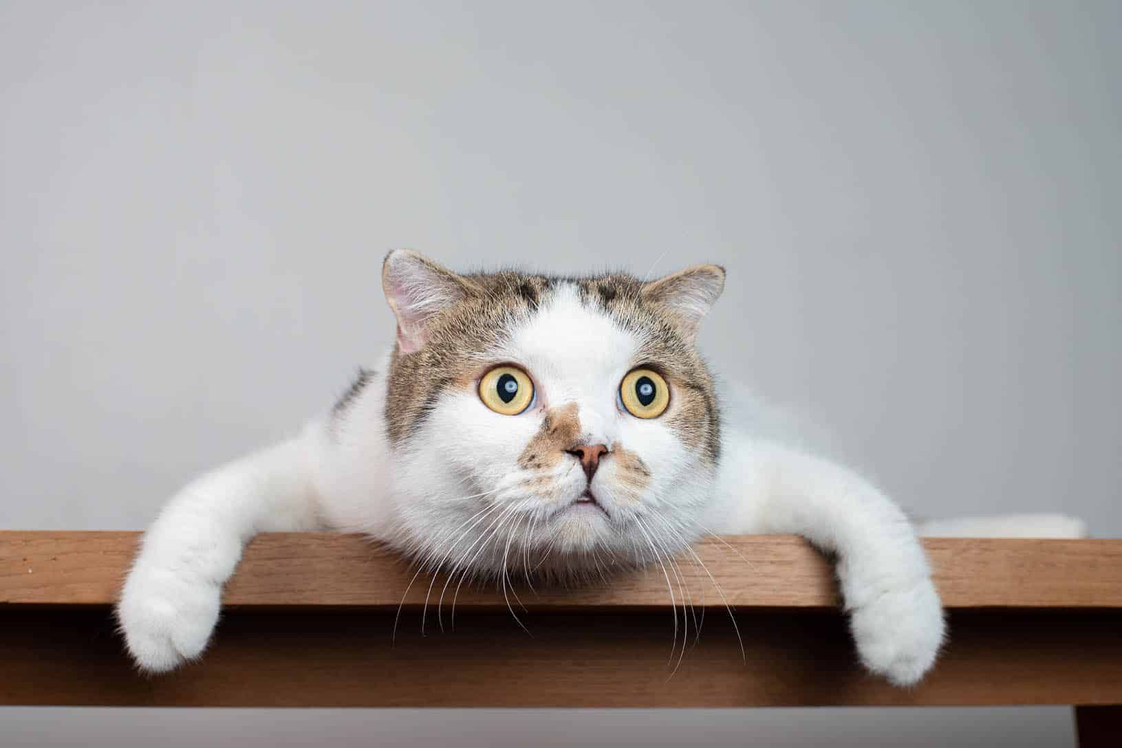 Can Cats See Ghosts, Spirits, & the Supernatural? (Vet-Reviewed)