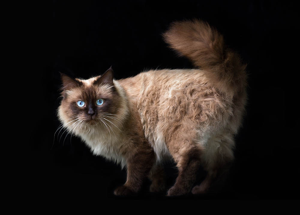 Neva Masquerade (Colorpoint Variety): Info, Pictures, Facts & Traits