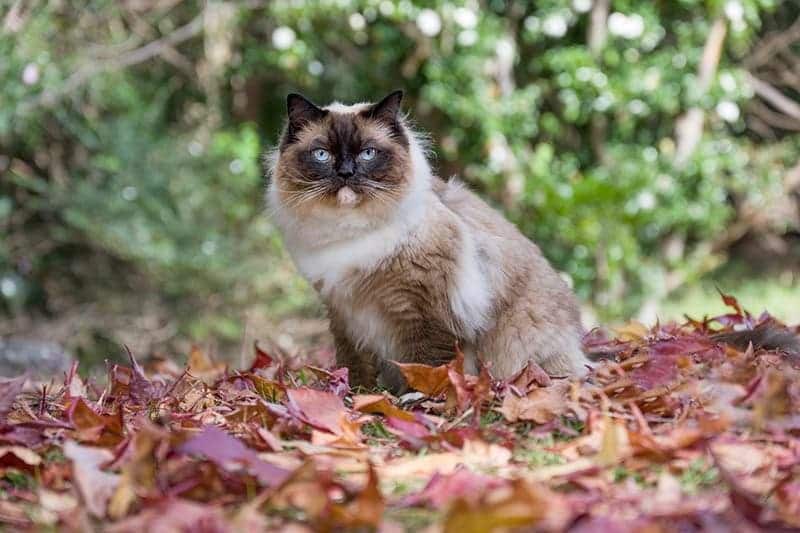What to Do If You Find a Lost Cat: 11 Vet-Approved Steps to Follow