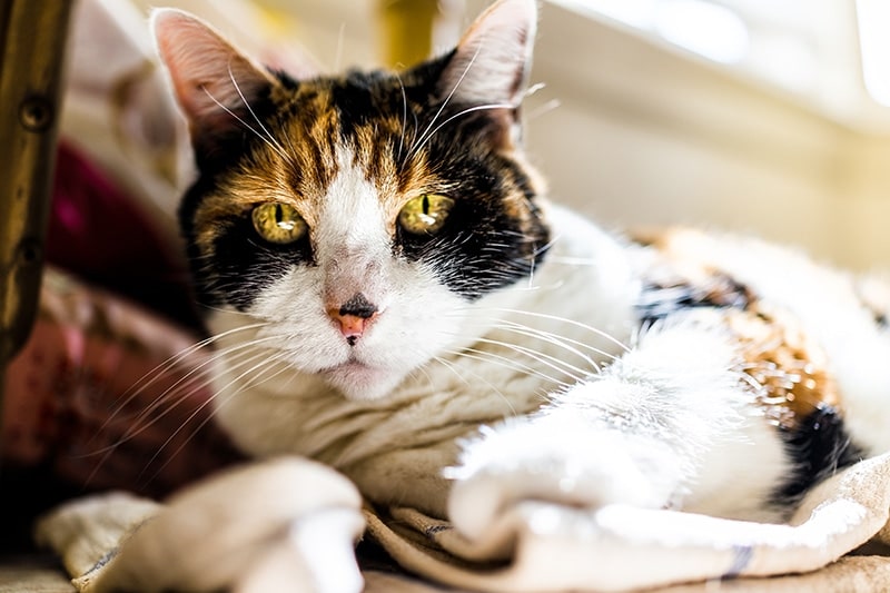 Can Cats Die of Old Age? Vet-Approved Facts & Care Tips