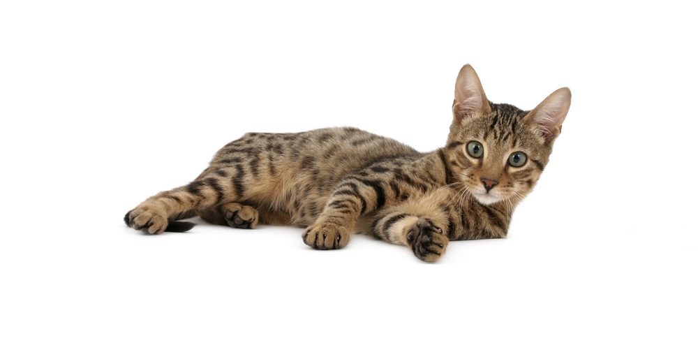 serengeti-kitten-lying