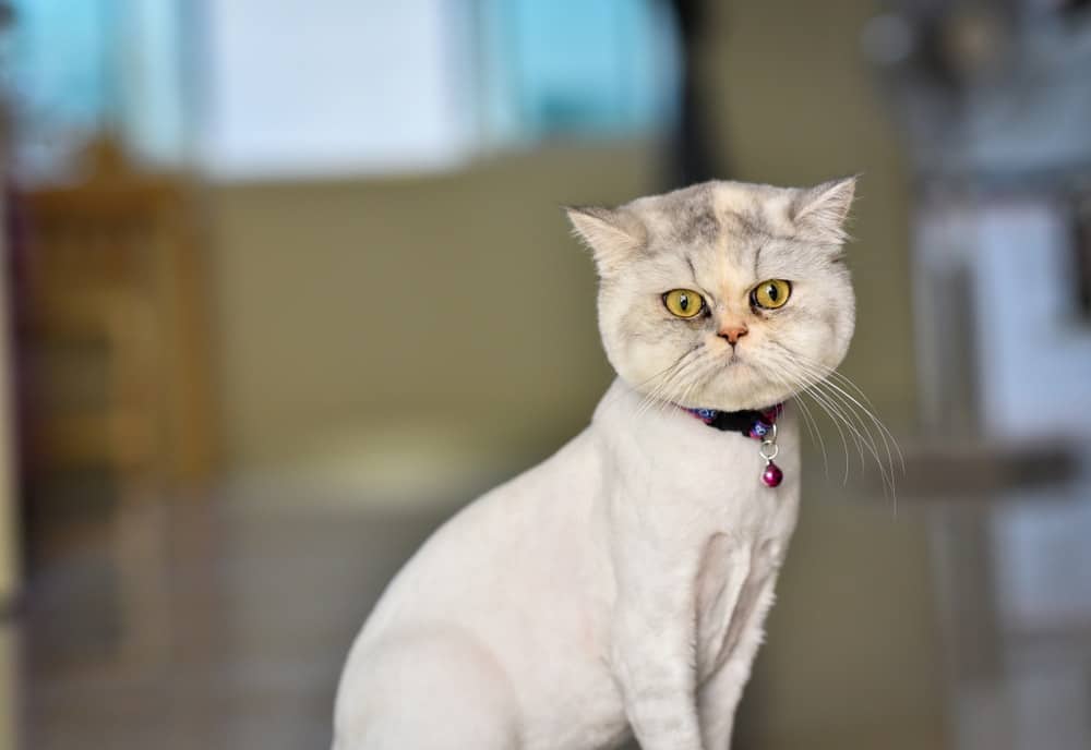 Shaving Your Cat: Vet Verified Pros & Cons