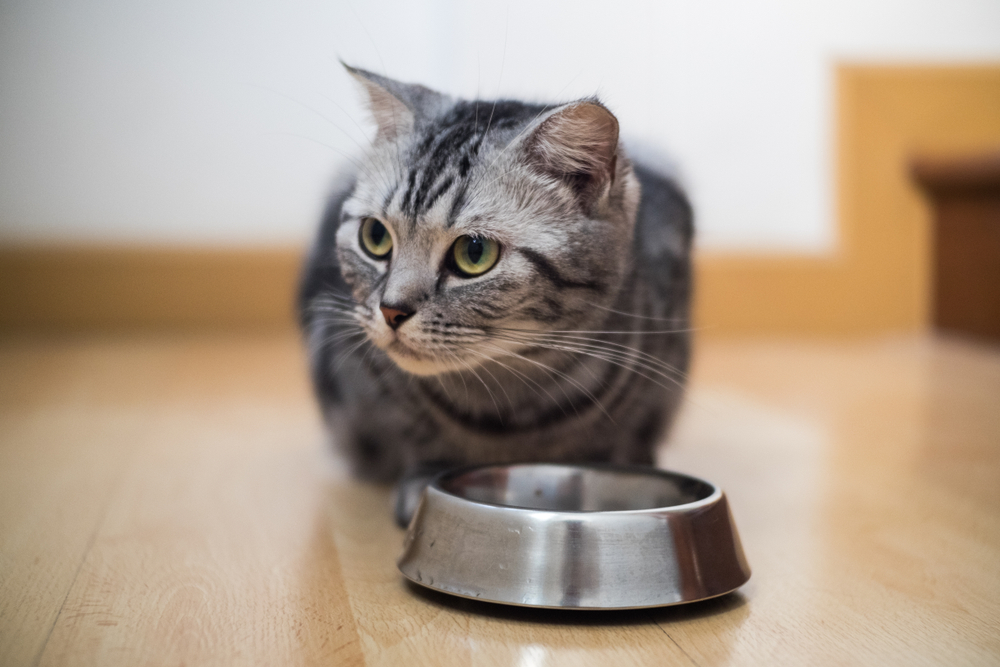 Fantastic Pet Pantries and Where to Find Them