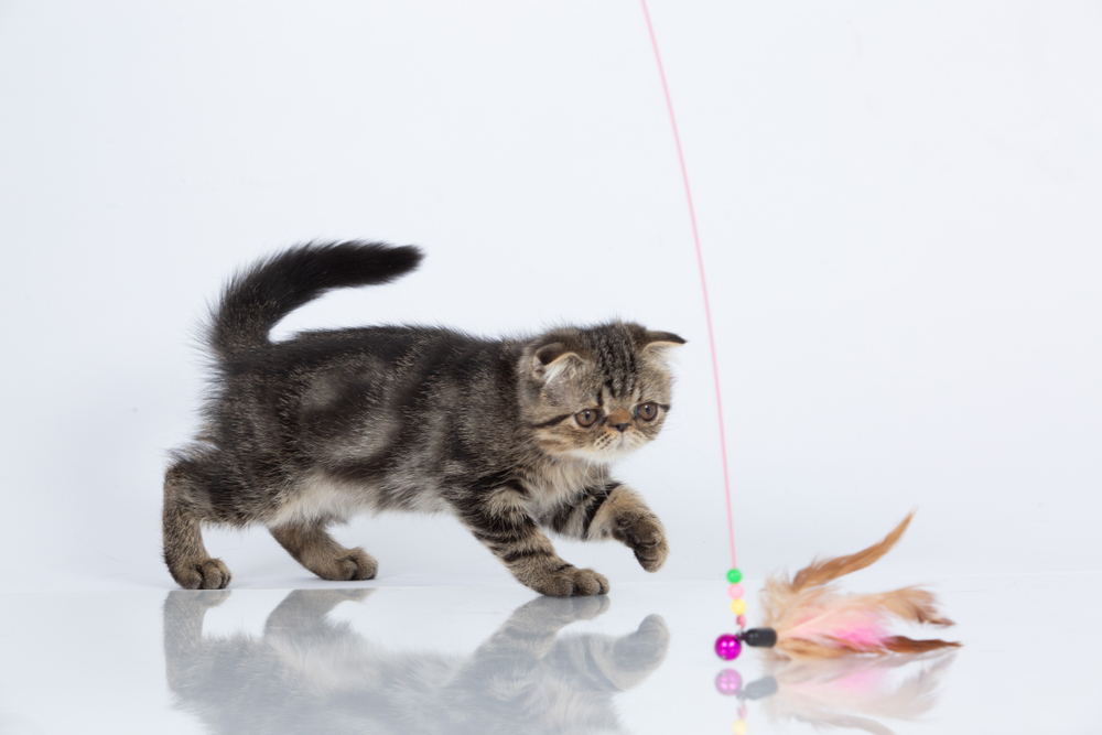 Foldex Cat (Exotic Fold) Breed Info: Pictures, Temperament & Traits