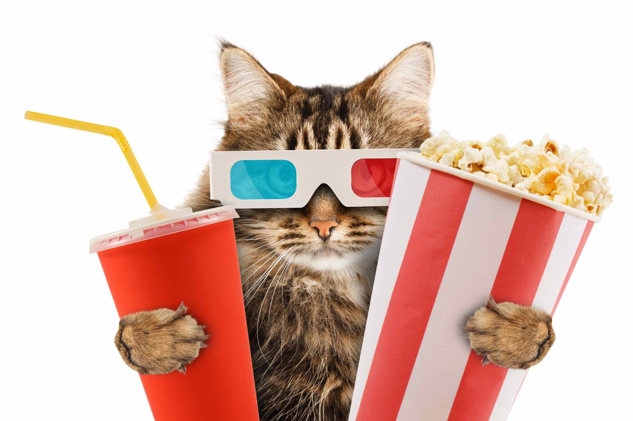 Feline Actors: Our 20 Favorite Movies Starring Cats