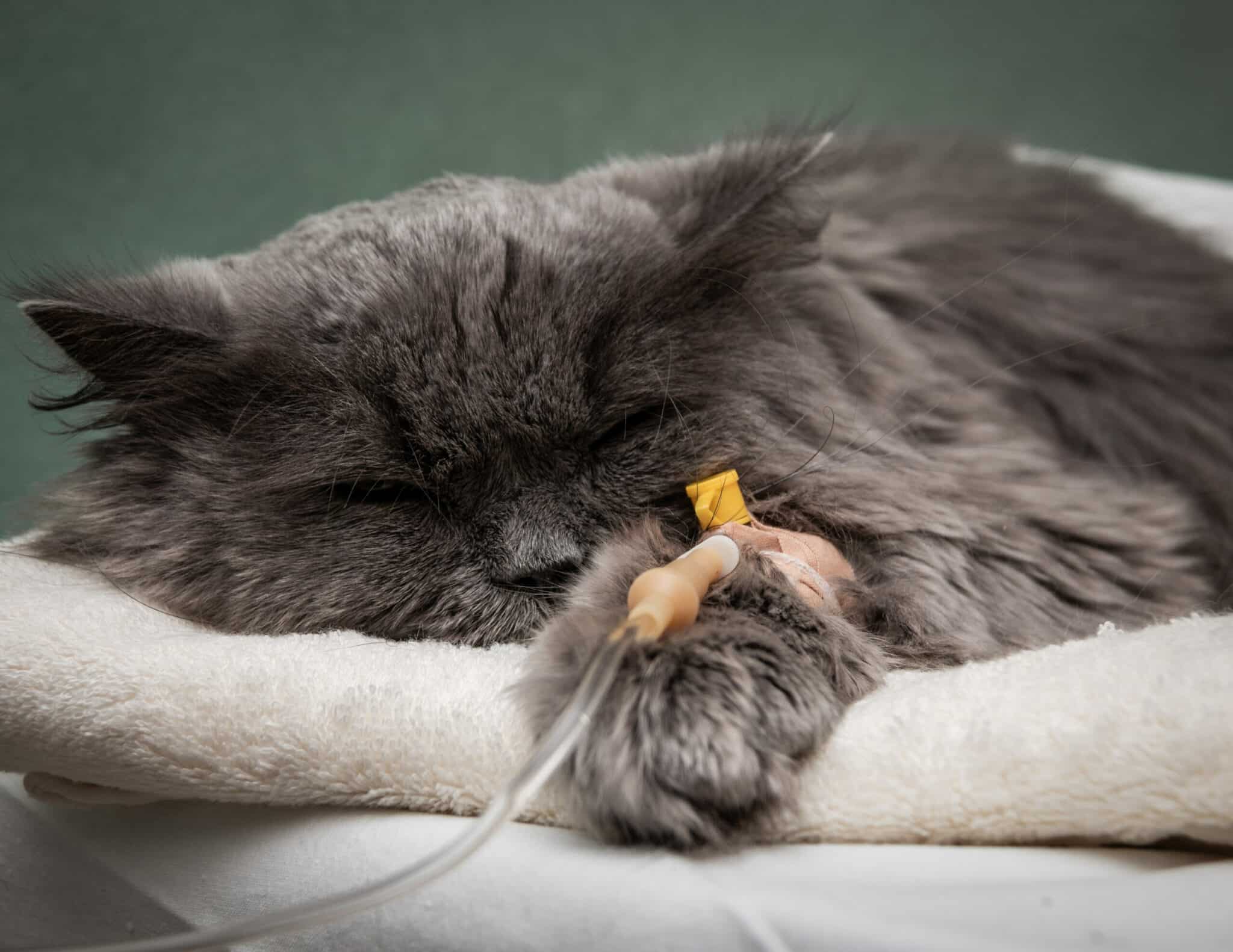 Giardia in Cats: Causes, Signs & Care (Vet-Approved Facts & FAQ)