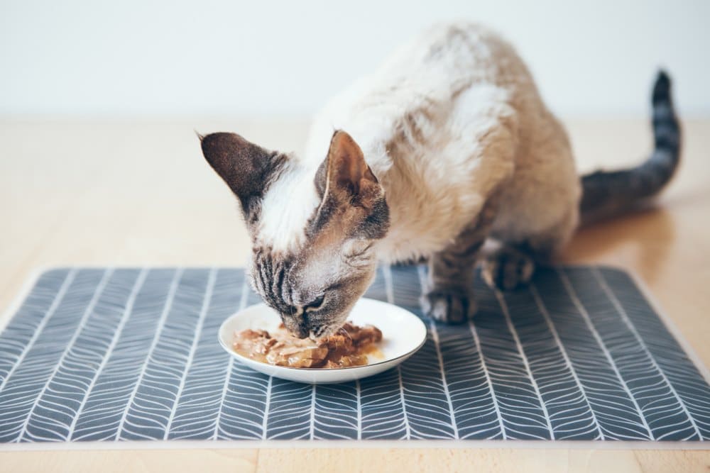 7 Best Cat Feeding Mats of 2026 - Reviews & Top Picks