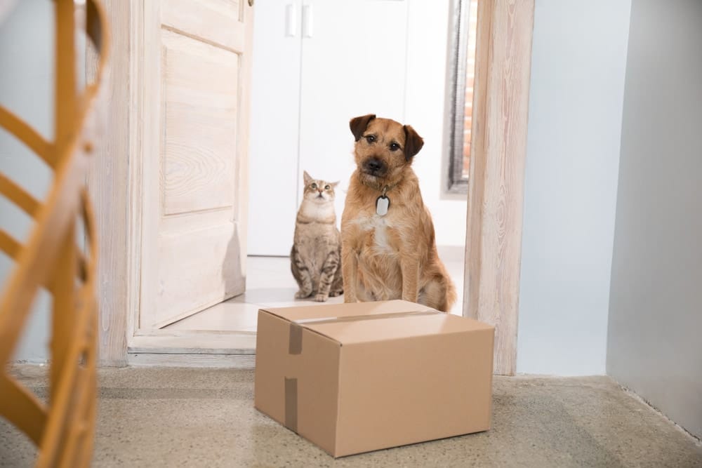 14 Best Pet Affiliate Programs of 2026 - Reviews & Top Picks