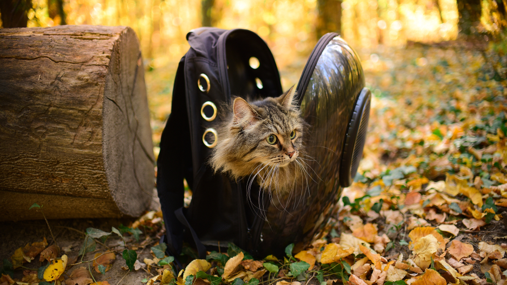 Is It Cruel to Use a Cat Backpack? Vet Reviewed Safety Tips & Risks
