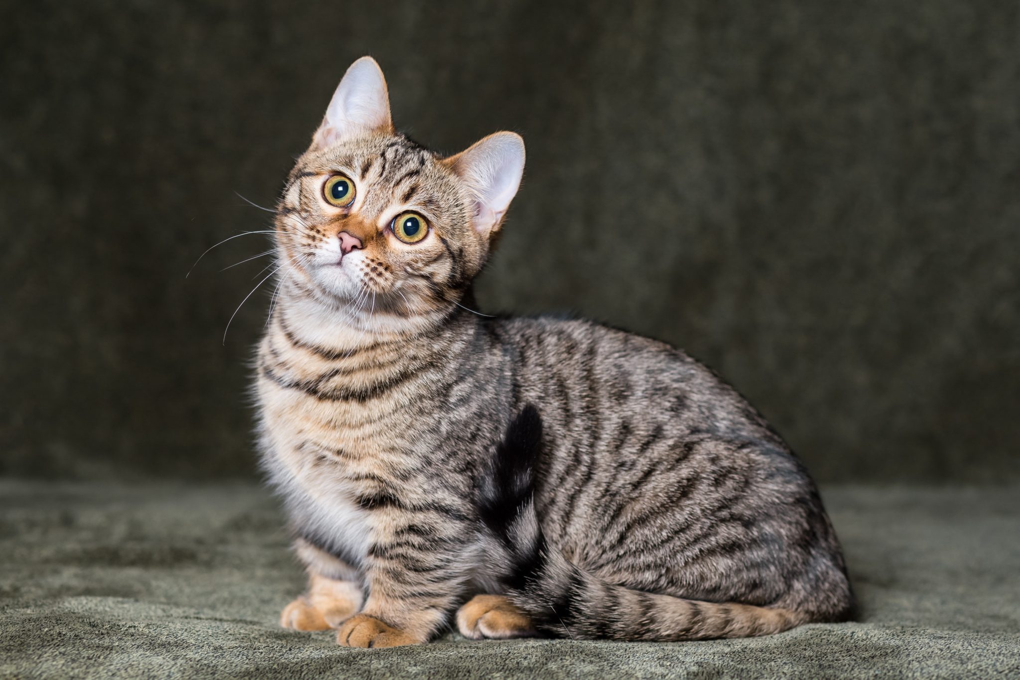 Cute,Munchkin,Bengal,Kitten.,Cat.