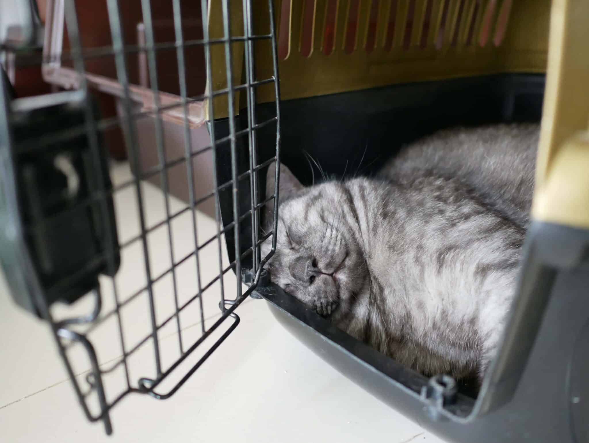 Can I Crate My Cat During the Day? Vet-Approved Tips & FAQ