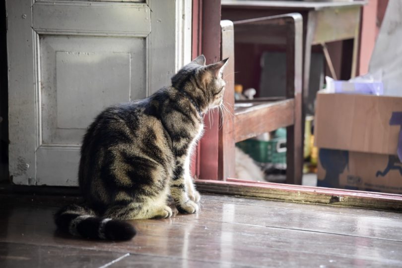 Why Is My Cat Not Eating After Our Move? Vet-Reviewed Stressors