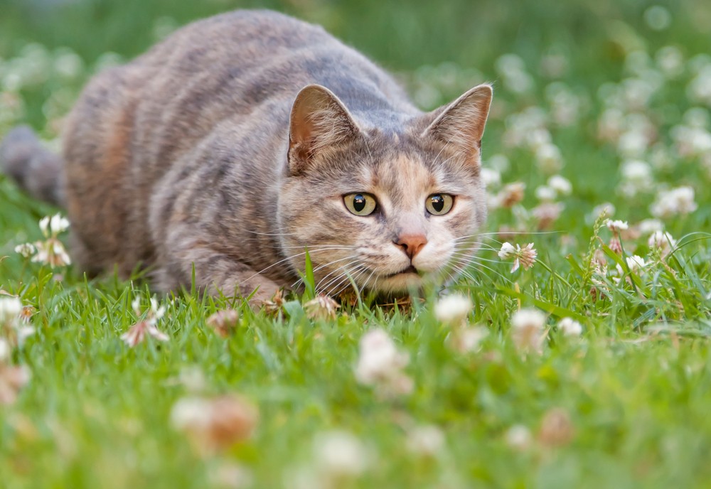 Can A Cat Sense Snakes? Vet-Reviewed Facts