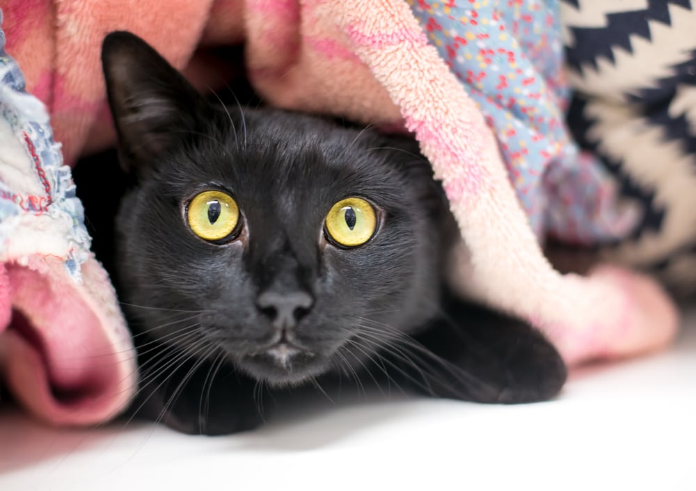Why Do Cats Sneak Around? 10 Vet-Reviewed Reasons for This Behavior
