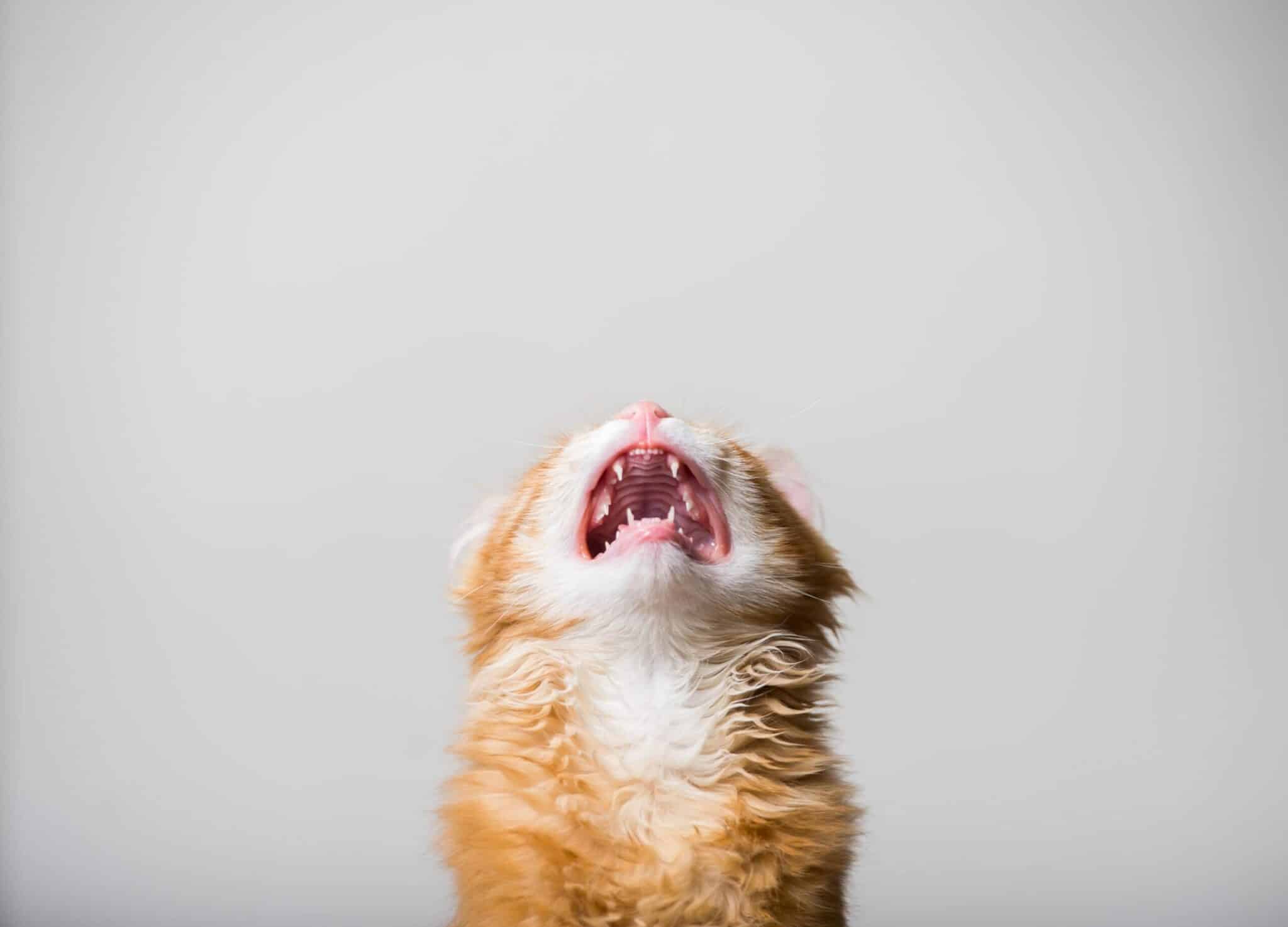 Why Does My Cat Cry When I Leave? Vet-Verified Reasons & Solutions
