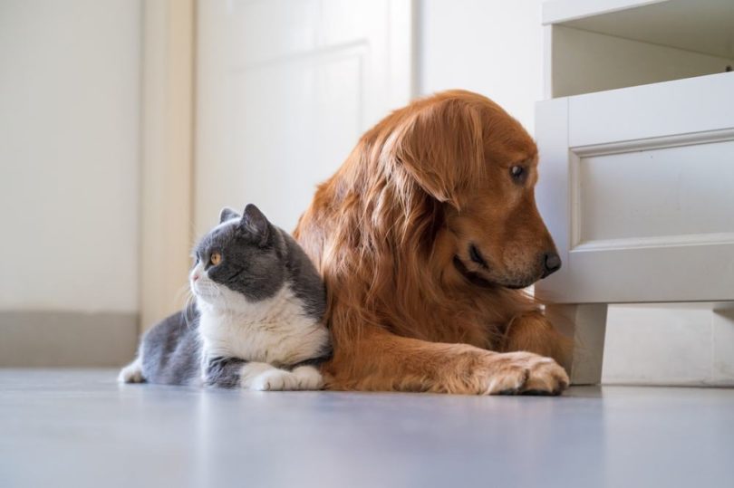 Why Are Cats So Much Sassier Than Dogs? Vet-Verified Personality Traits Differences