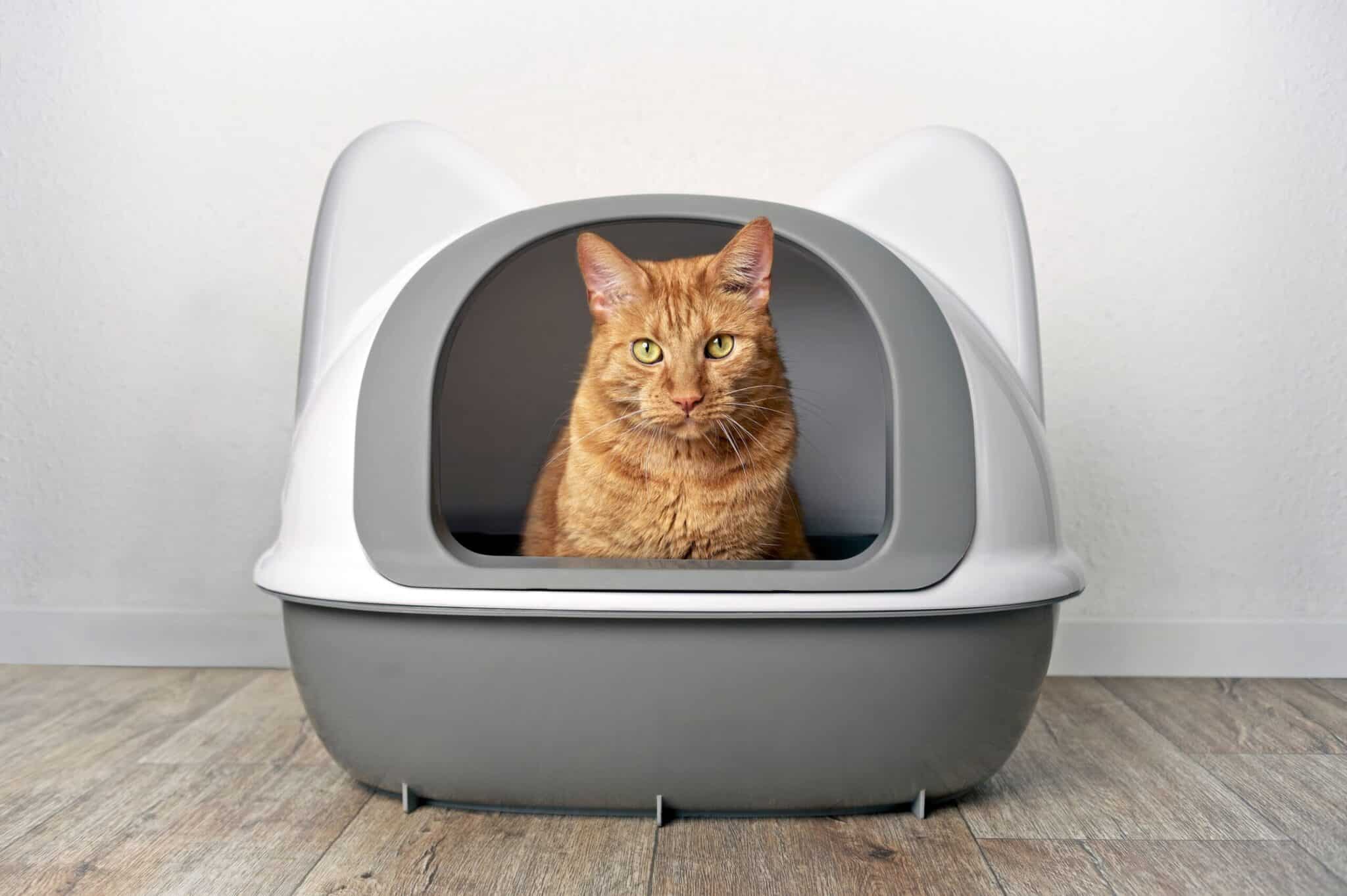 9 Best Cat Litter Boxes in 2026 - Reviews & Top Picks