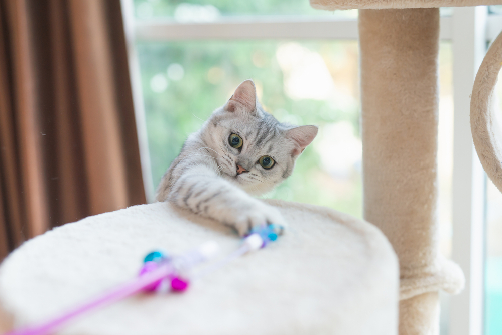 10 DIY Feather Cat Toys You Can Make Today (With Pictures)