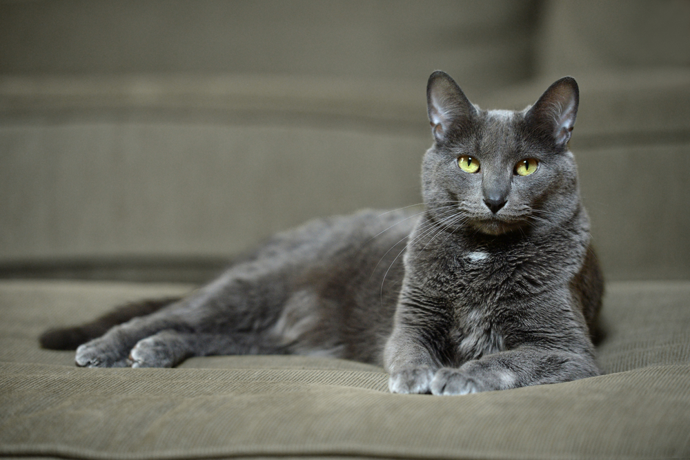 Korat Cat: Breed Info, Pictures, Temperament, & Traits