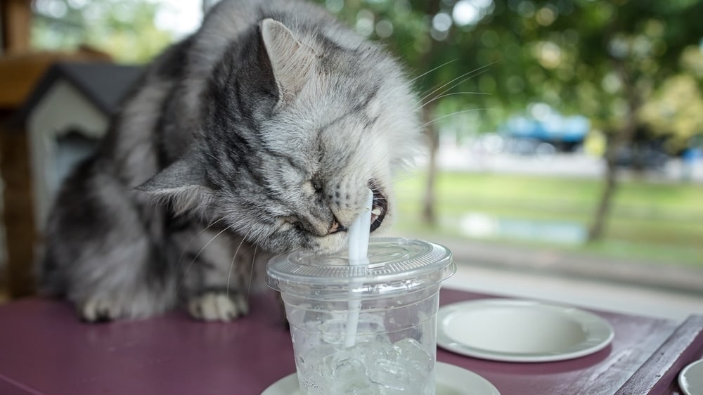 Why Do Cats Like Straws? 6 Likely Reasons