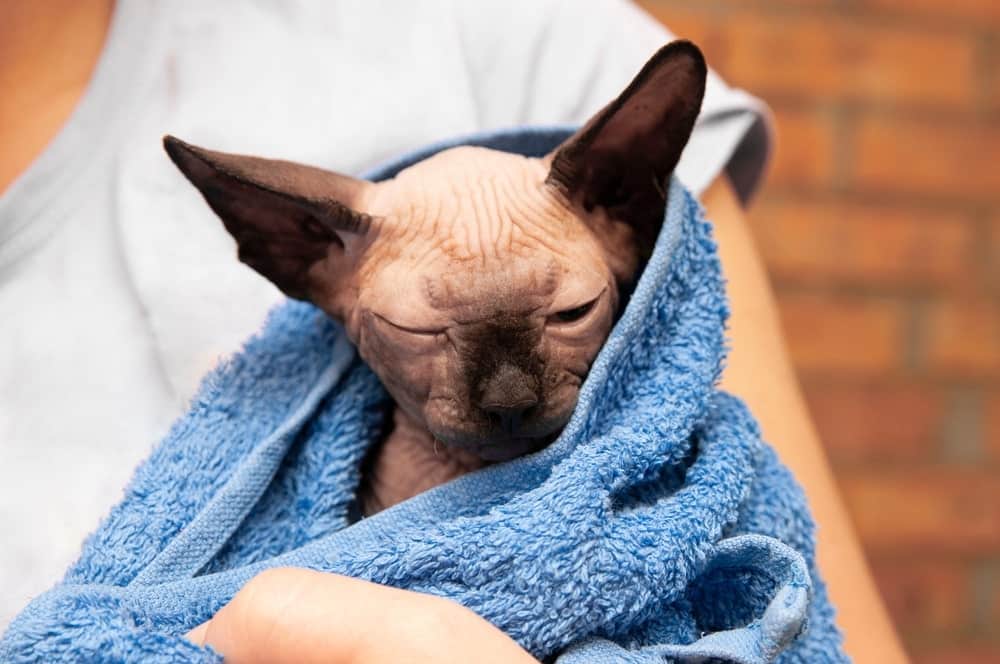 How to Bathe a Sphynx Cat: 8 Vet-Reviewed Tips & Advice