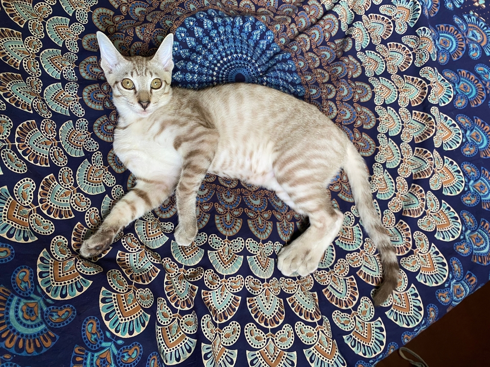 Egyptian Mau Siamese cat mix laying on a blanket