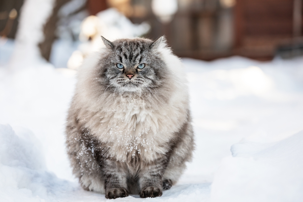 Do Cats’ Weights Fluctuate With the Seasons? Vet Approved Facts & Care Tips