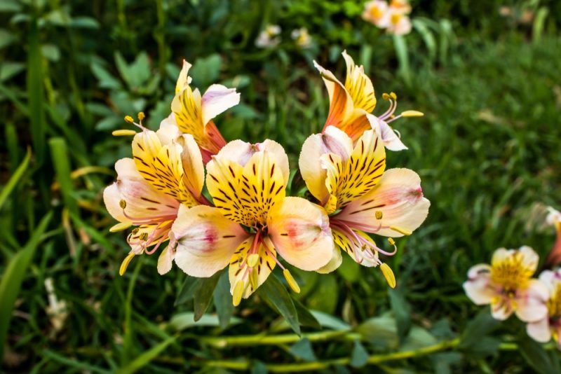 A grouping of Peach colored Inca lilies, Alstroemeria pelegrina