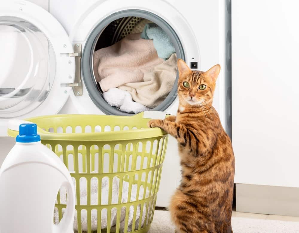 How Often Should You Wash a Cat's Bed: Vet-Reviewed Tips & Tricks
