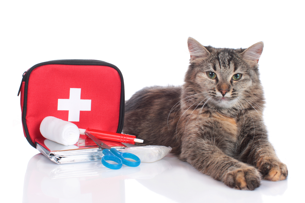 25 Vet-Reviewed Essential Items for Your Cat’s First-Aid Kit